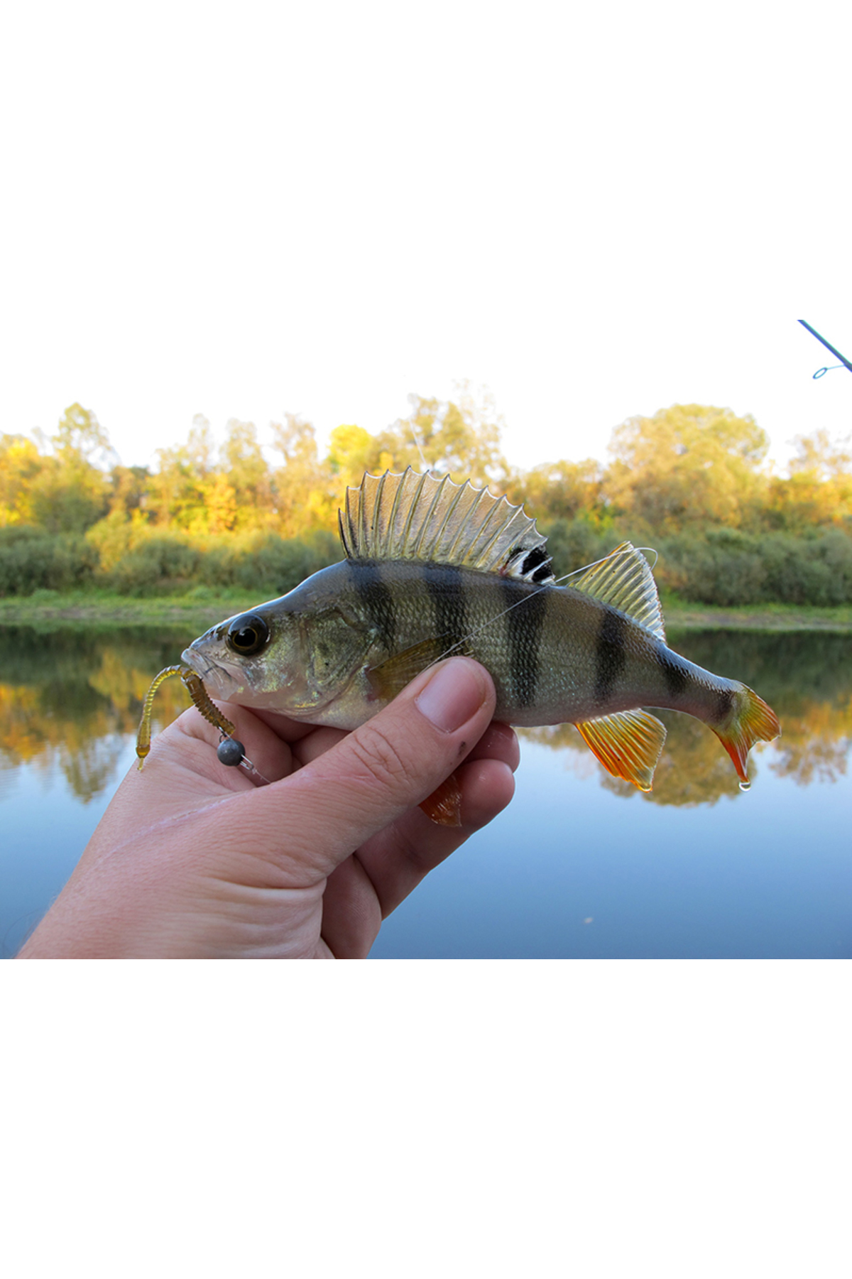 FishUp ARW Worm 5.5cm #019 Motor Oil Red 5.5cm #019 Motor Oil Red [3]