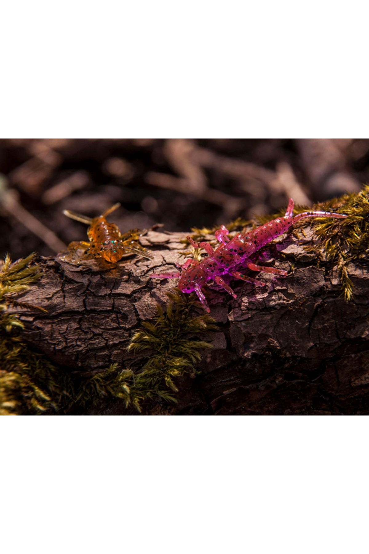 FishUp Stonefly 2.1cm #050 Green Pumpkin Brown Red & Purple 2.1cm #050 Green Pumpkin Brown Red & Purple [1]