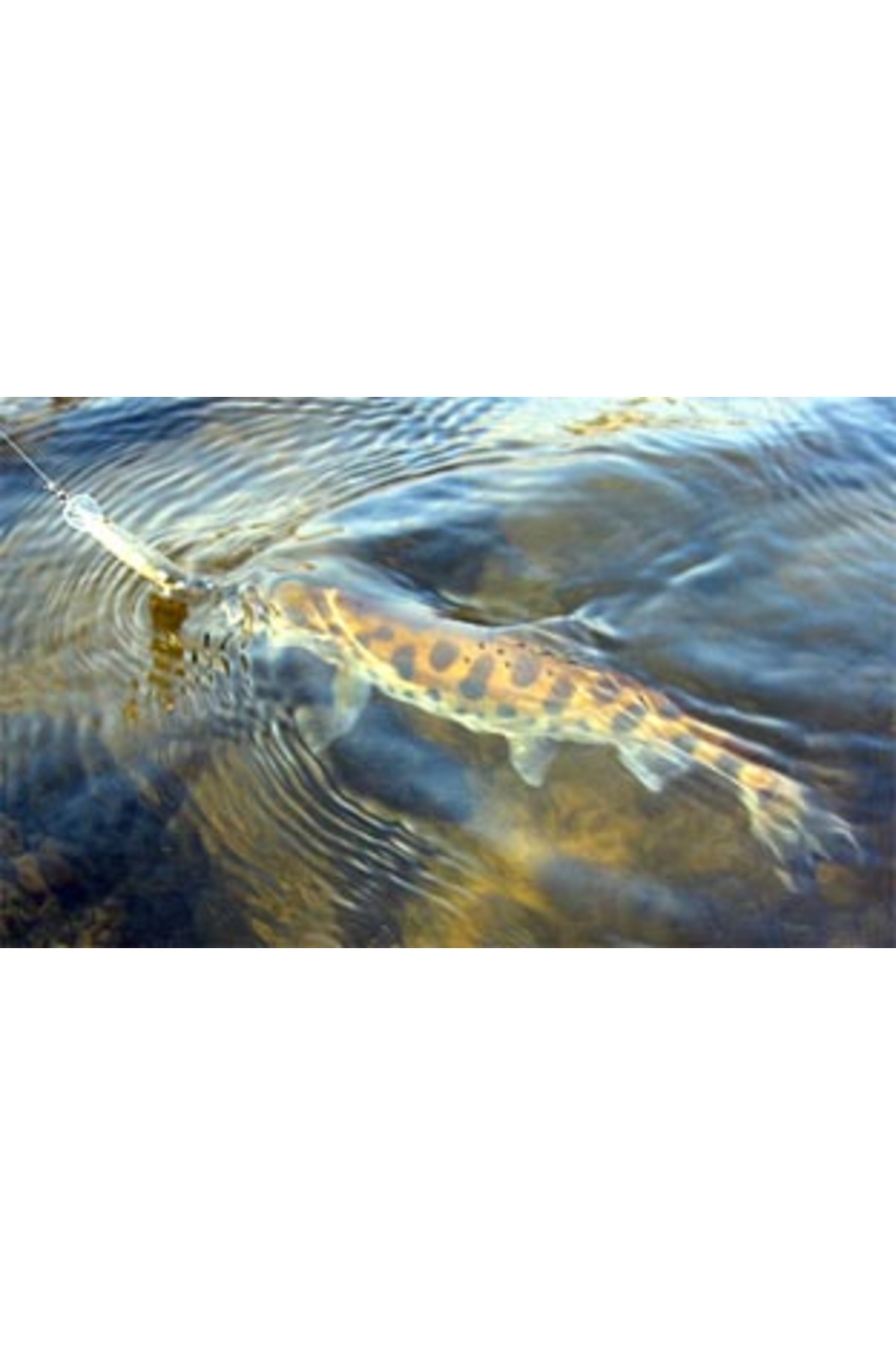 Smith D Contact 85mm 14.5g 23 S D Contact 85mm 14.5g 23 [3]