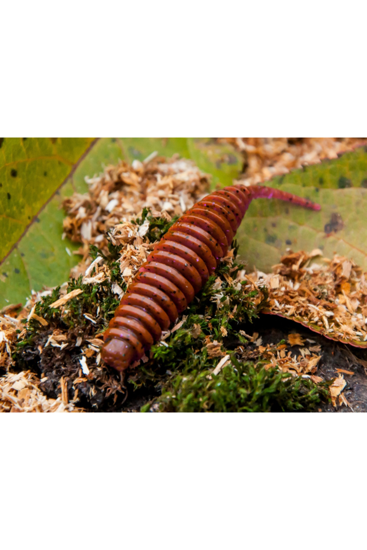 FishUp Tanta 4.2cm #050 Green Pumpkin Brown Red & Purple 4.2cm #050 Green Pumpkin Brown Red & Purple [1]