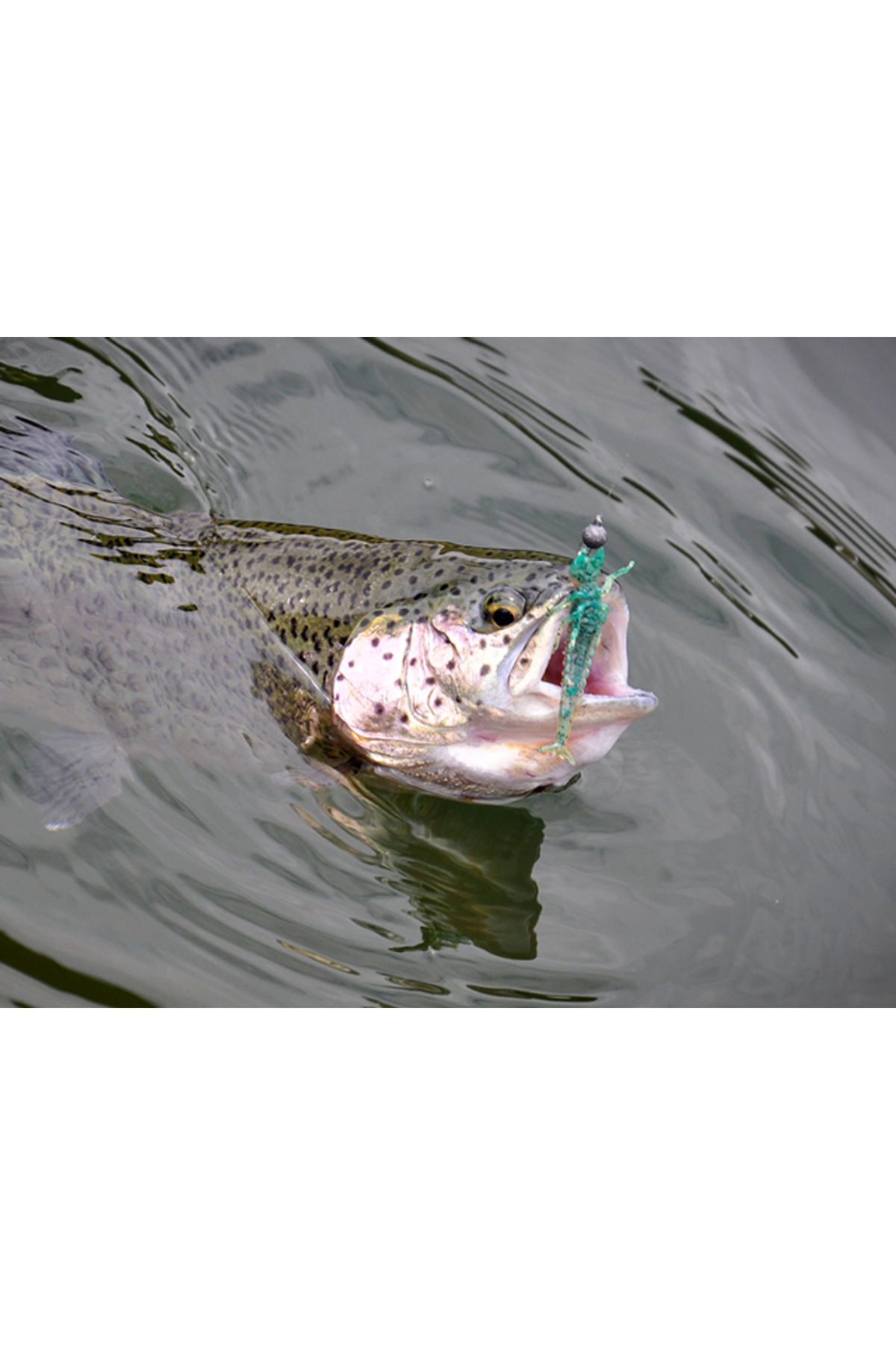 FishUp Diving Bug 5cm #042 Watermelon Seed 5cm #042 Watermelon Seed [2]