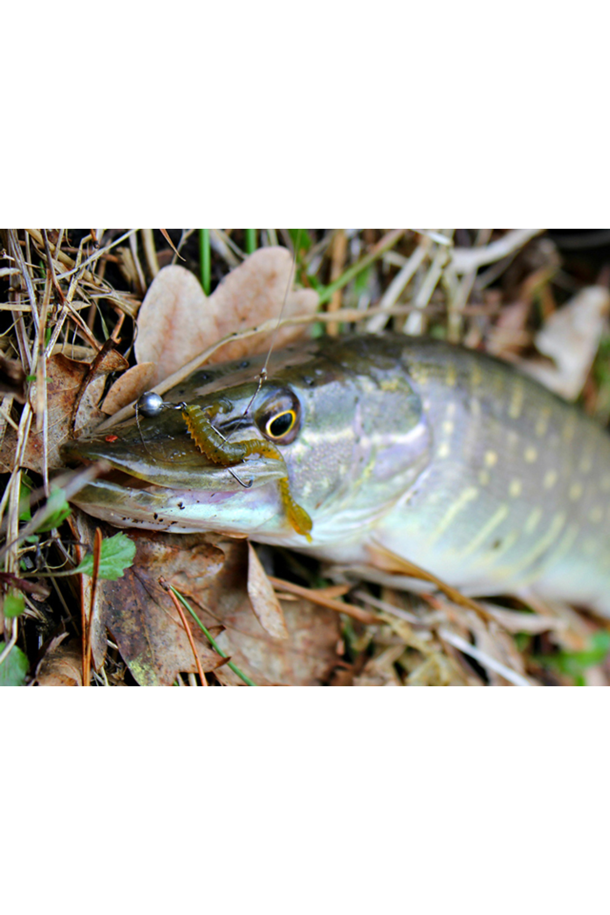 FishUp ARW Worm 5.5cm #036 Caramel Green & Black 5.5cm #036 Caramel Green & Black [2]