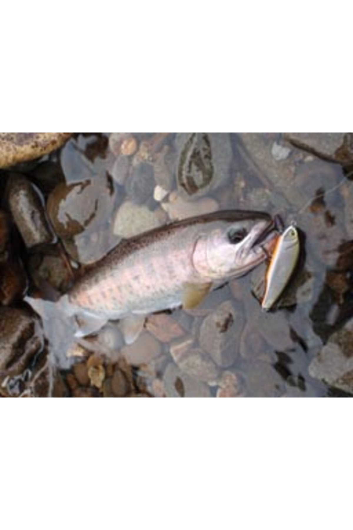 Vobler Smith D Incite 64mm 7.6g 10 S D Incite 64mm 7.6g 10 [3]