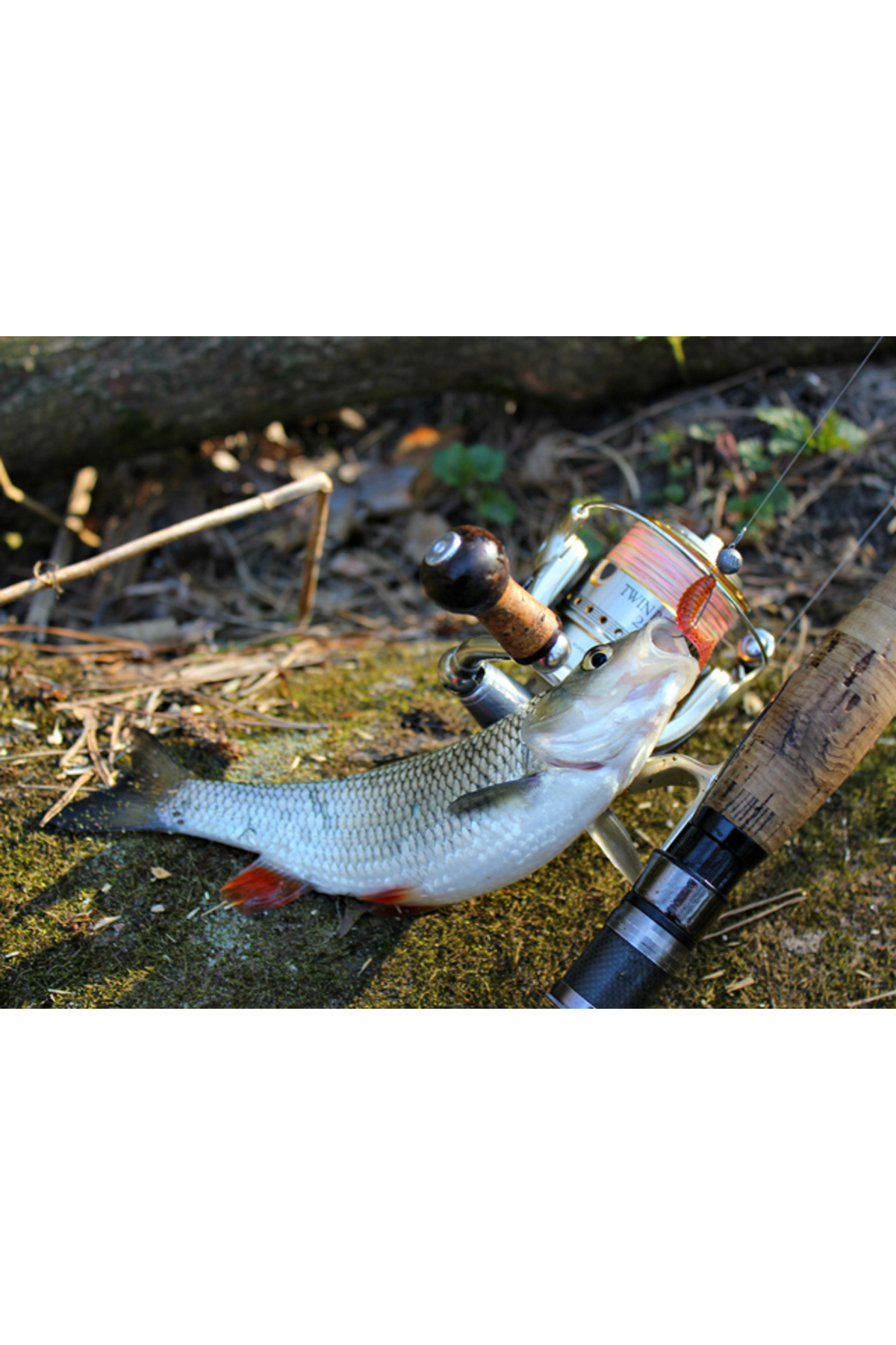 FishUp Fancy Grub 5cm #081 Pearl 5cm #081 Pearl [2]