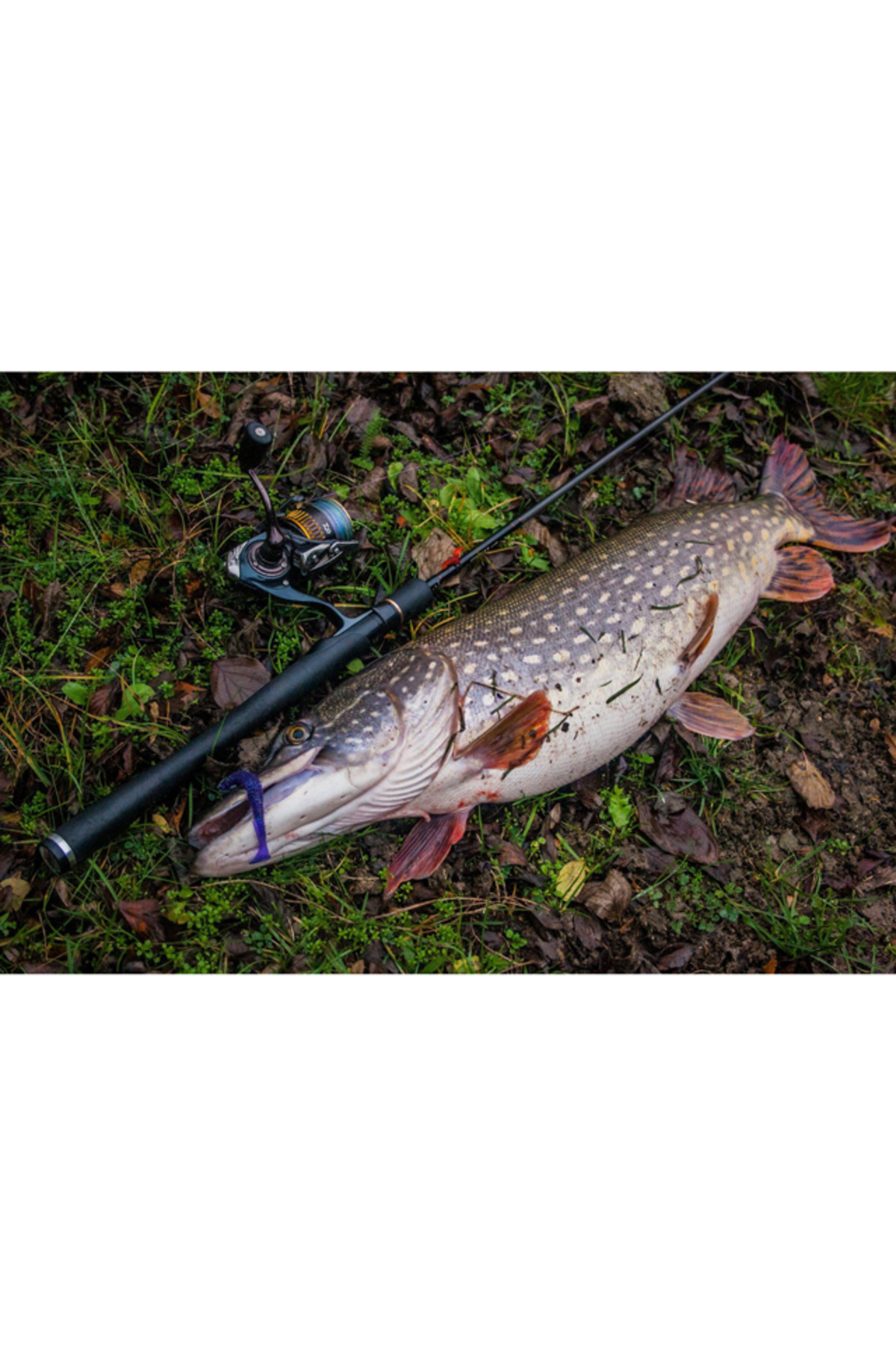 FishUp U-Shad 5cm #016 Lox Green & Black 5cm #016 Lox Green & Black [3]