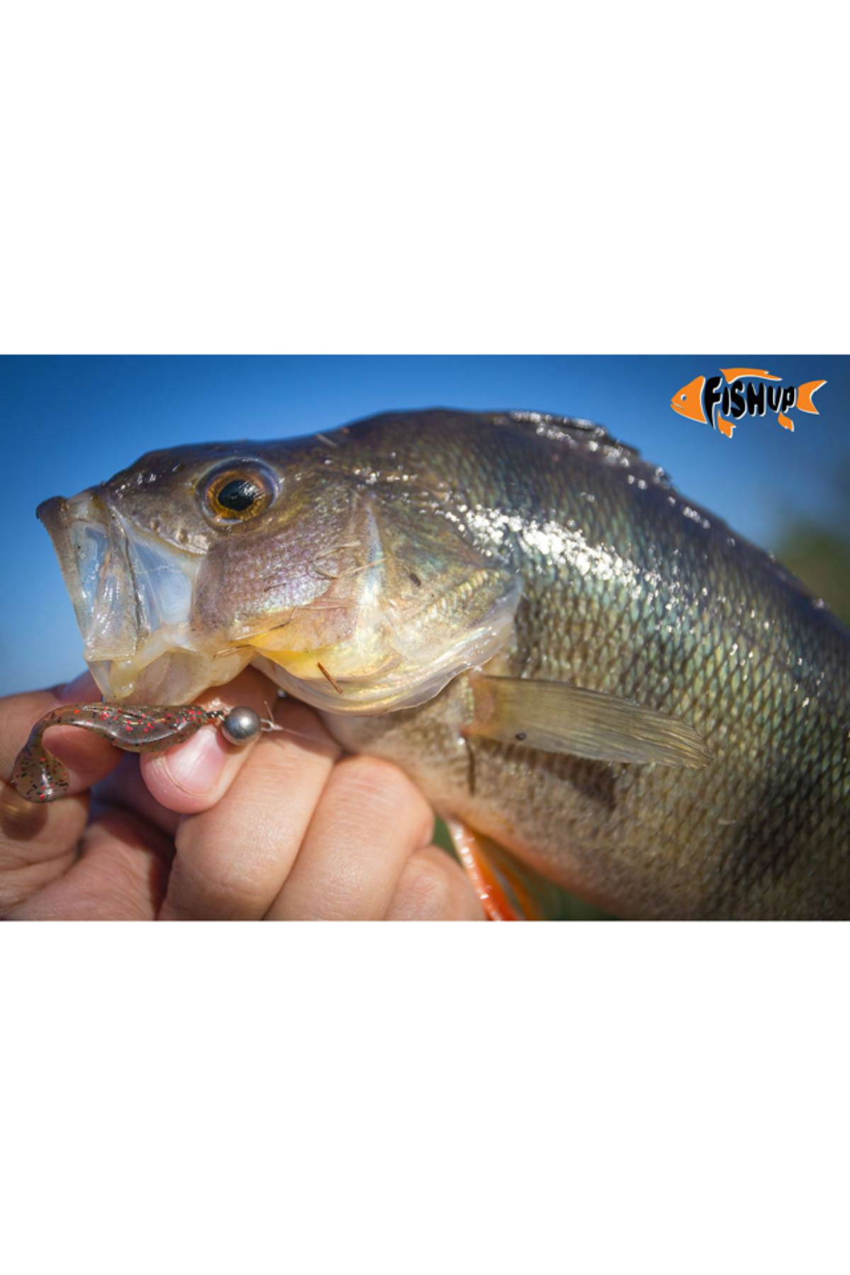 Shad FishUp Wizzy 3.8cm #074 Green Pumpkin Seed 3.8cm #074 Green Pumpkin Seed [2]