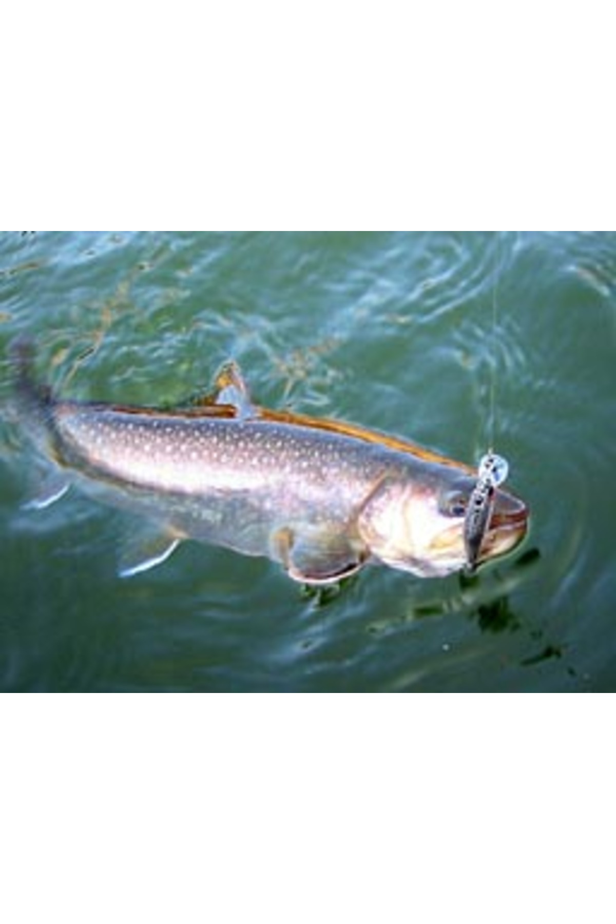 Smith D Contact 50mm 4.5g 25 S D Contact 50mm 4.5g 25 [3]