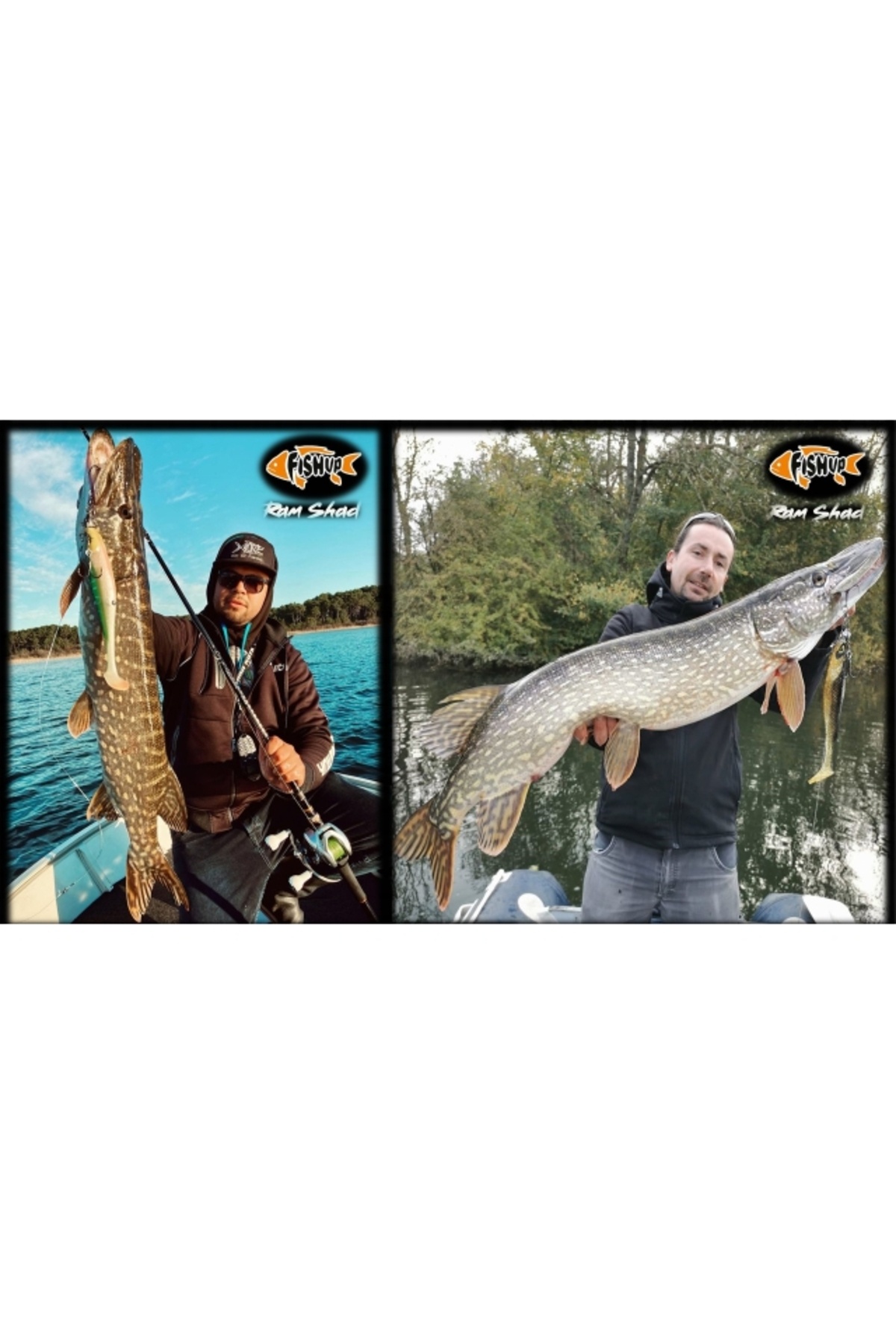 FishUp RAM Shad 20.3cm #358 Golden Shiner 20.3cm #358 Golden Shiner [3]