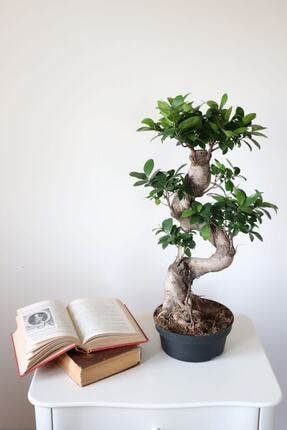 Bonsai Ficus Ginseng S Form bonsai