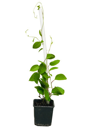 Kamil Erdoğan Tarım Gıda Şizandra Üzümü (Vitalberry Schisandra Chinensis) 2 Y...
