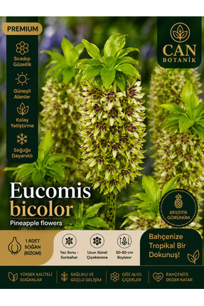 CANBOTANİK Ananas zambak 1 adet Eucomis bicolor pinneapple