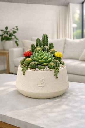 ESG PLUS Cookie 13 cm Krem Dekoratif Beton Kaktüs Sukulent ve Bonsai Saksısı ...