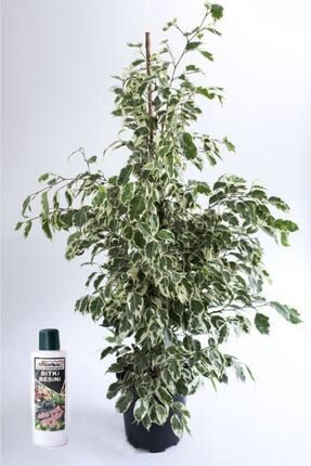 Benjamin Ficus Starlight Çiçeği 100 Cm(225 ML BESİN HEDİYELİ) bjmn7701