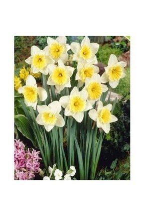 Kokulu Beyaz Sarı Nergis Çiçeği Soğanı 10 Adet 715352