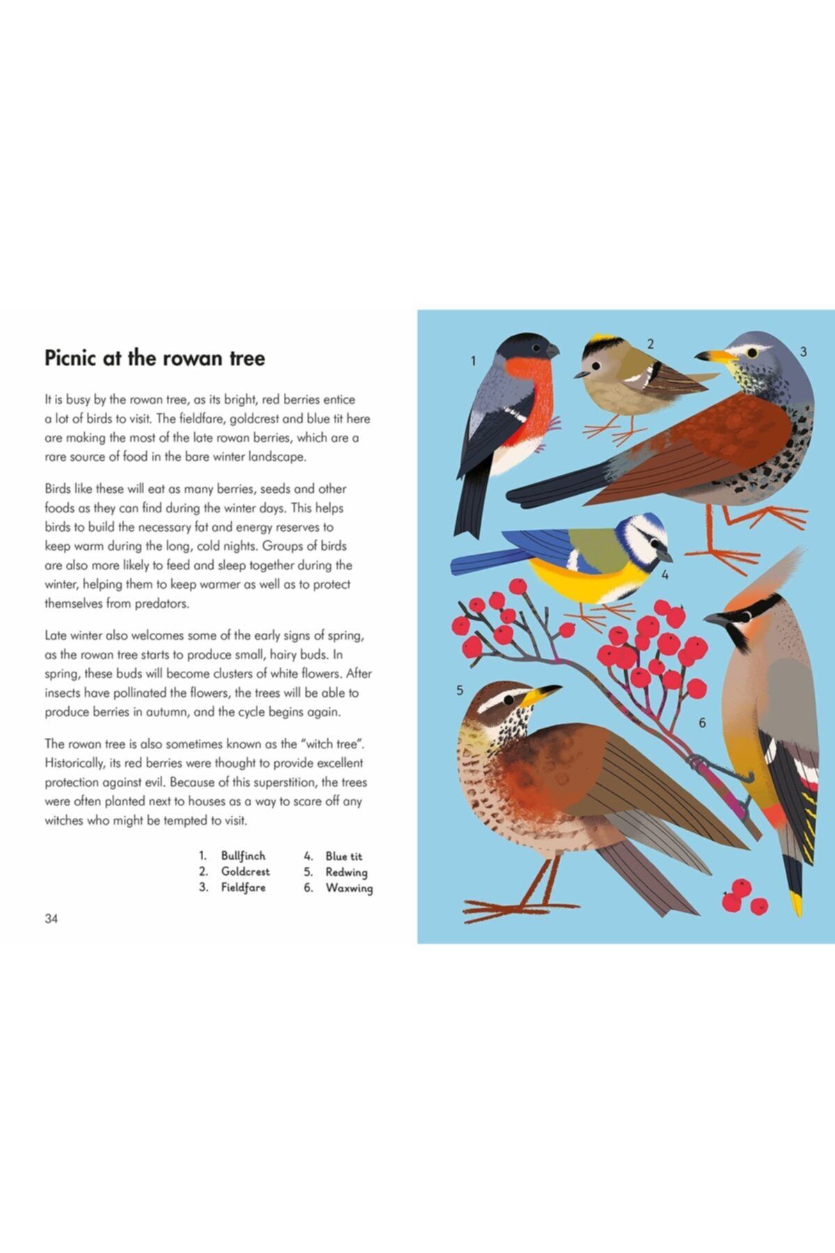 Ladybird Book-What To Look For In Winter 2