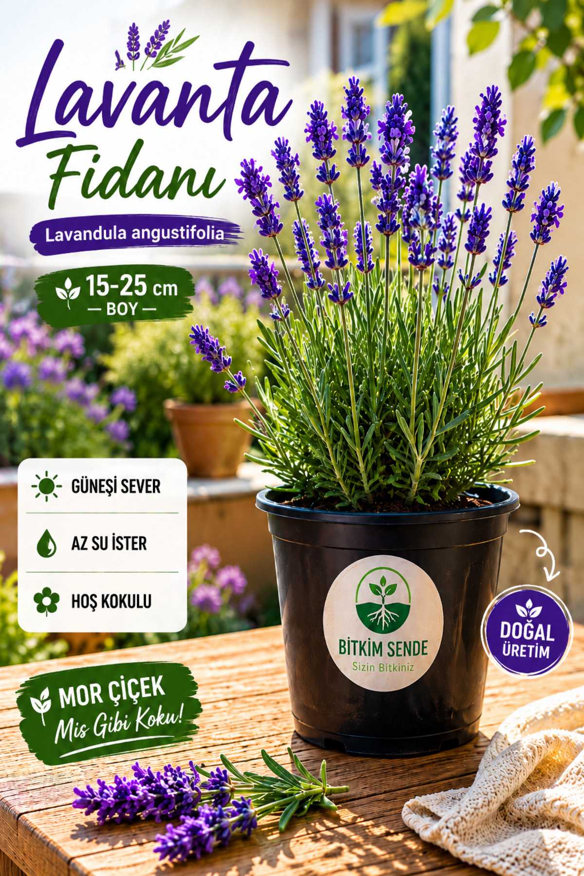 Lavender Seedling English Lavandula angustifolia Hidcote, Fragrant in Flower Pot, Flowering, Shrub