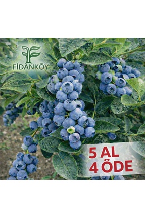 Genel Markalar Köy Yaban Mersini Saksılı Blueberry