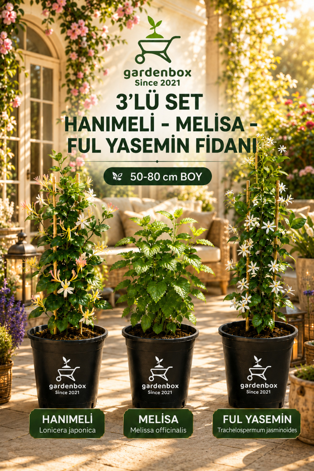 Scented Garden Set Honeysuckle Seedling+Melissa Flower +Full Jasmine Seedling(40-80CM)