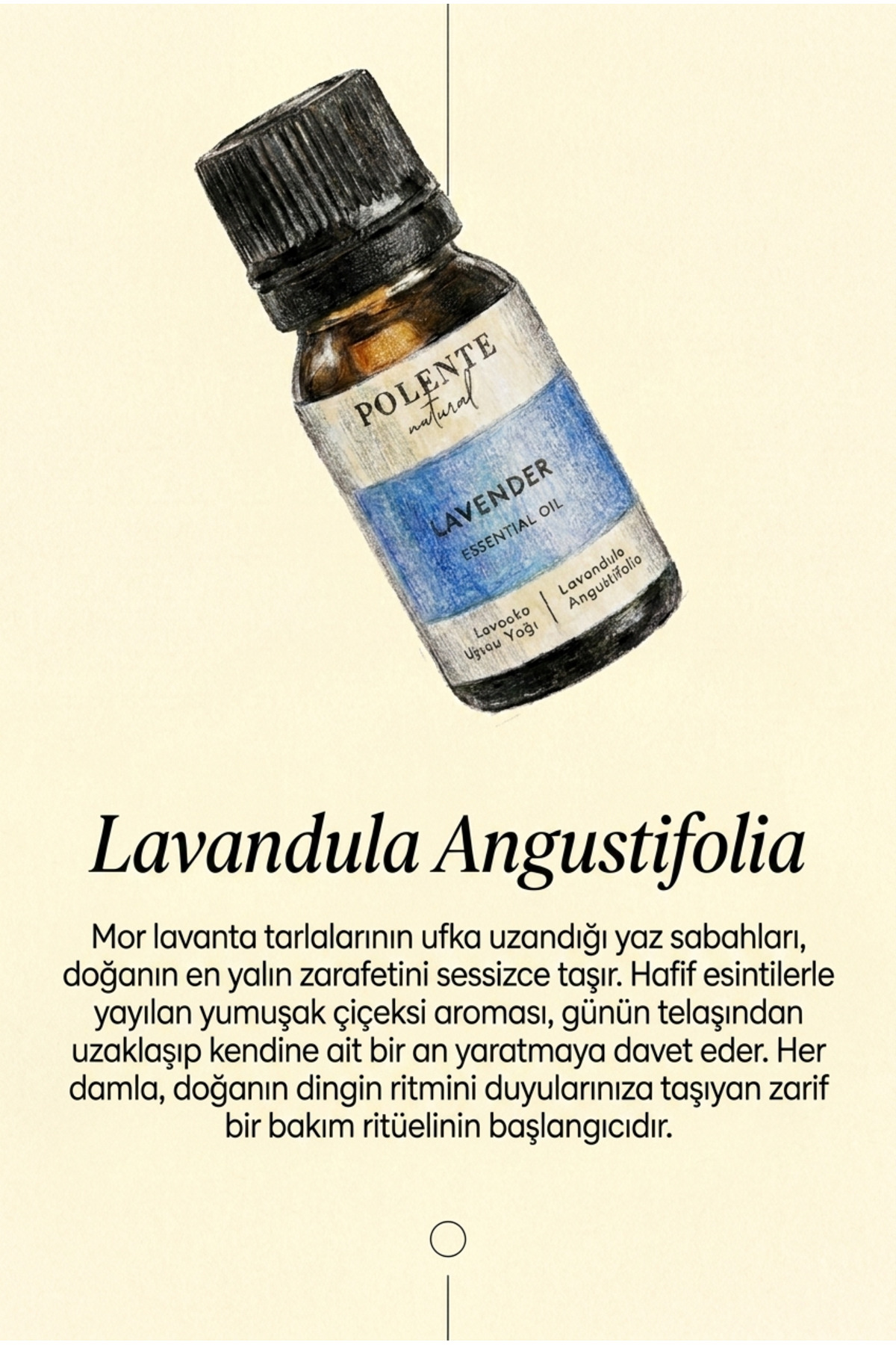 Lavanta Uçucu Yağı (10 Ml) — Lavandula Angustifolia Flower Oil — تصویر 3 از 4