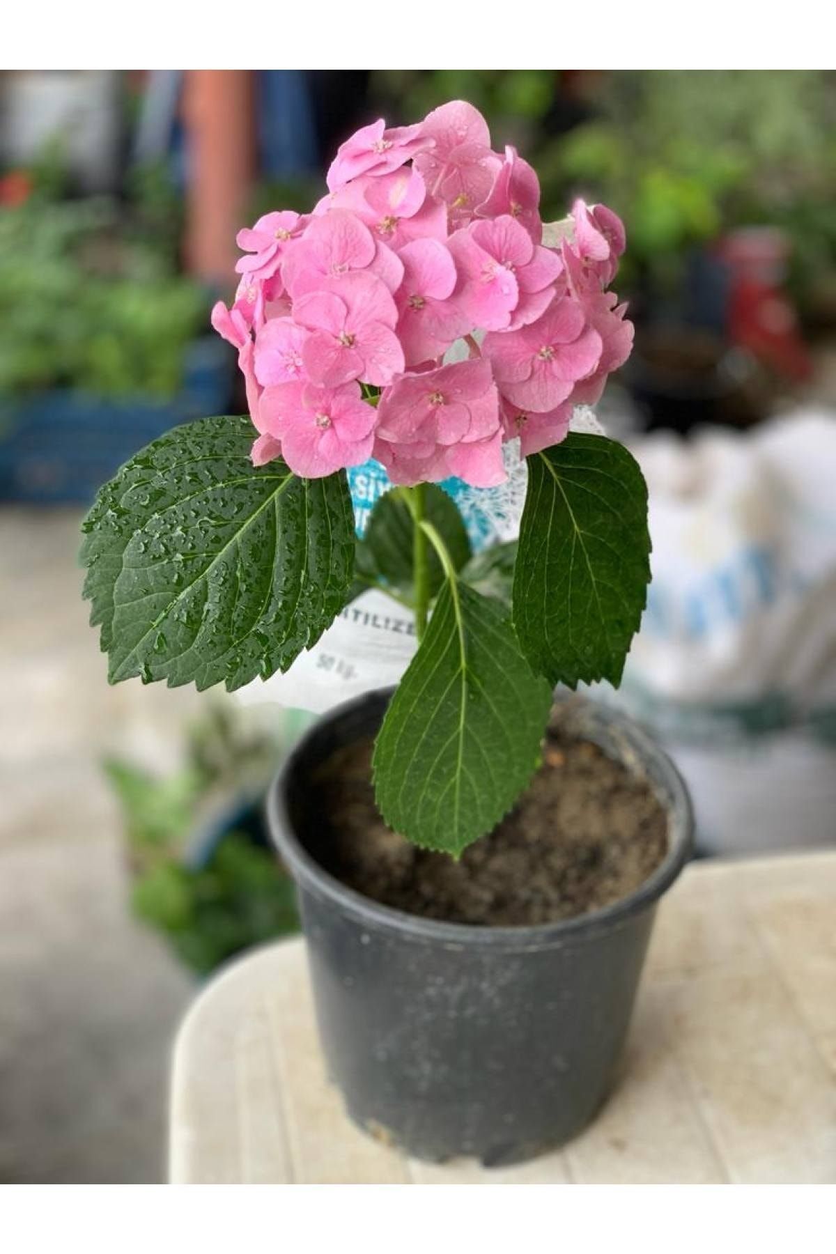 Hydrangea Sapling Light Pink 10-20 cm