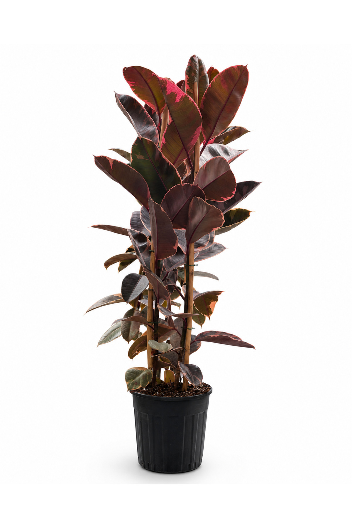 گیاه کاجک دو سر – Ficus elastica Belize