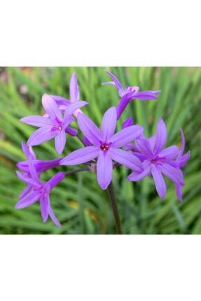 Tulbaghia Violacea Sarımsak Çiçeği, Saksıda FDNSTNBL3406