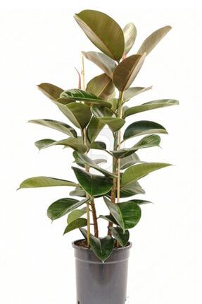 Ficus Elastica (KAUÇUK) - 2 Gövdeli _ 80 Cm 1FIEL211022