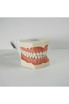 Diş Etli Fantom Çene Diş Fakültesi Ögrencileri Için Protez 32 Dişli KSYLTM002DEF