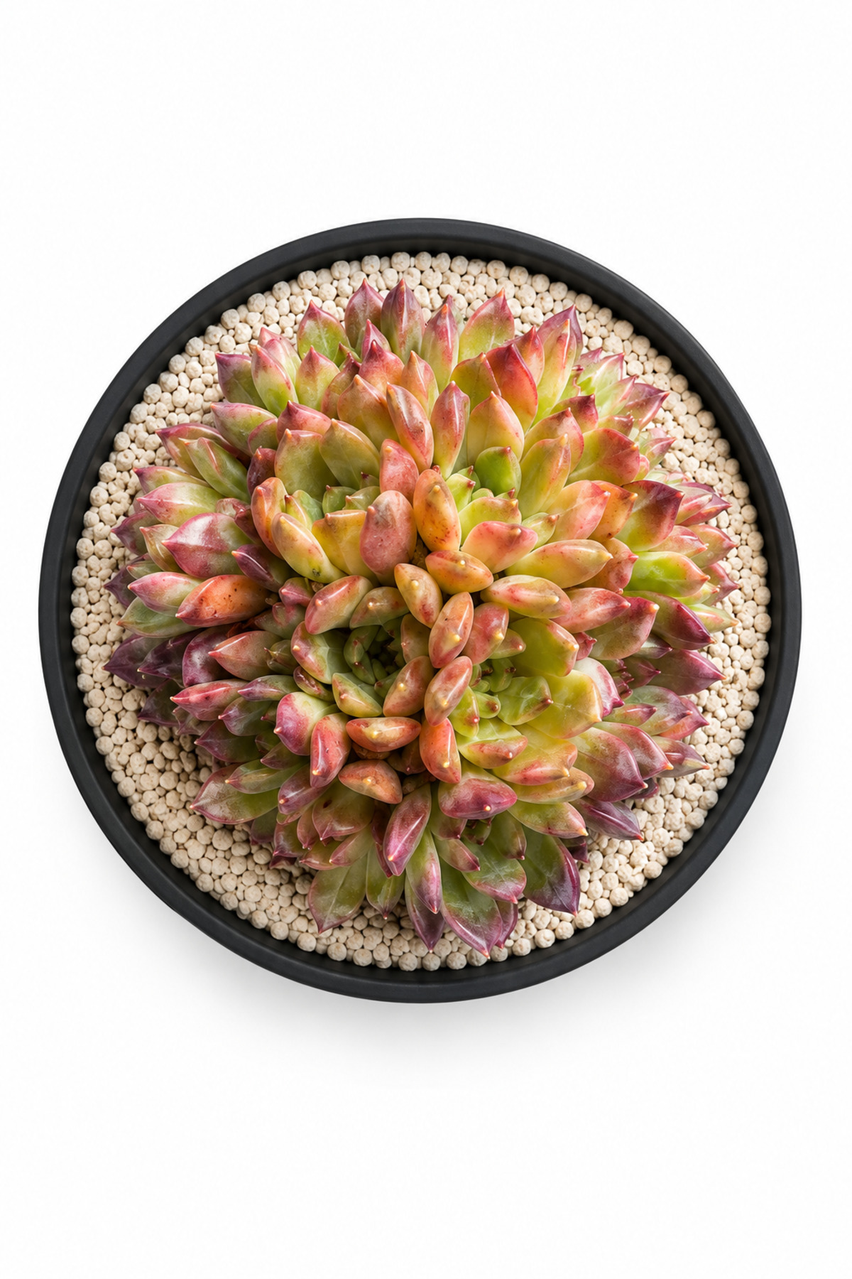 Mialys XXL Seri | İthal Sukulent Echeveria 'Purple Orange' Çok