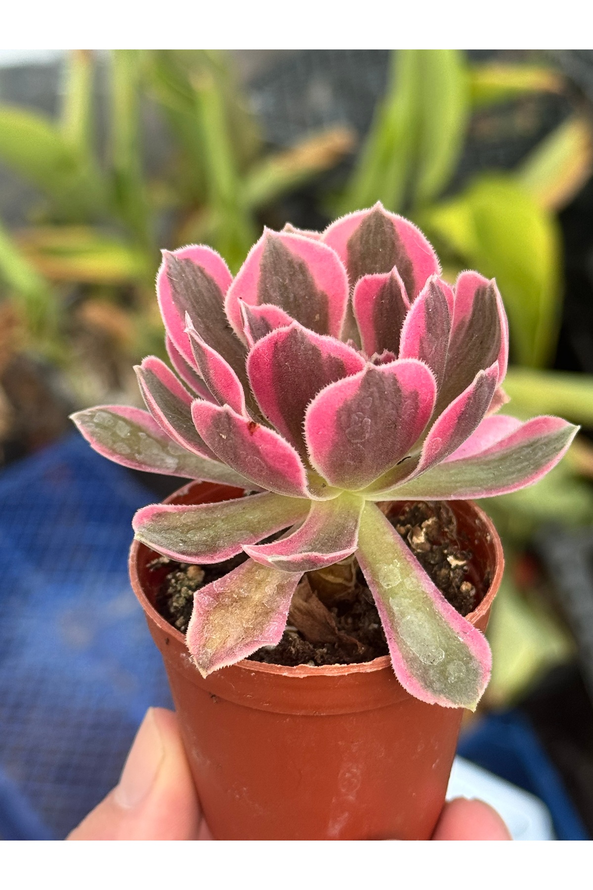 SukuLand Aeonium Pink Witch kore ithal özel tür sukulent 5,5cm