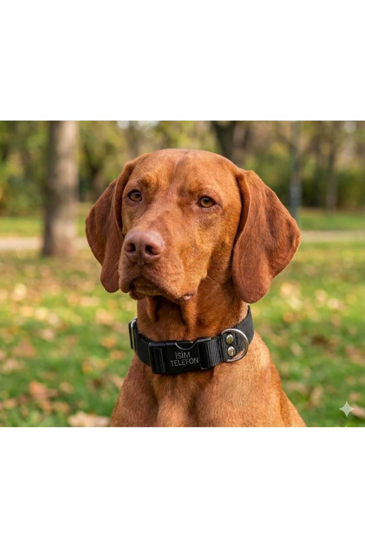 hebmeyy Köpek tasması, kişiye özel köpek boyun tasması, künye isimlikli boyun tasması