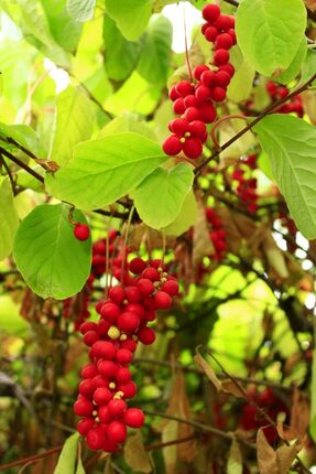 Kamil Erdoğan Tarım Gıda Şizandra Üzümü (Vitalberry Schisandra Chinensis) 2 Y...