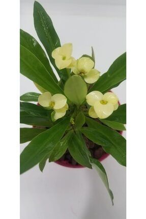 Euphorbia Sarı Dikenler Tacı 15 Cm L(SARİ)8 Lik Saksı Tr6767eup