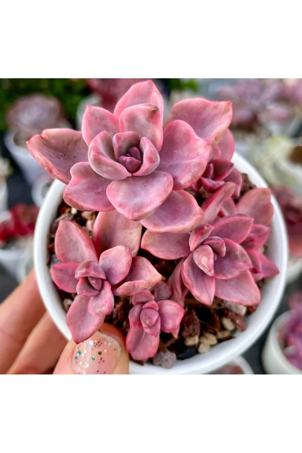 SukuLand Graptoveria Mrs Richards Variegata kore ithal