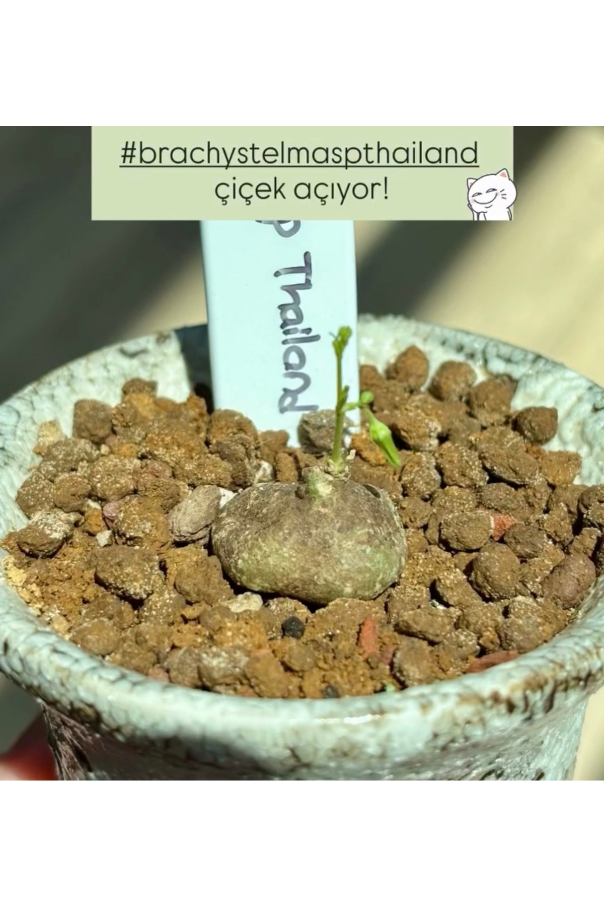 ATLANTE CACTUS brachystelma sp Thailand - Siyah Çiçekli Caudex