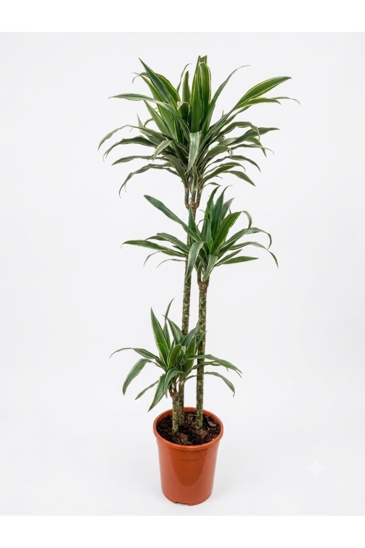 ernaz-dracaena-fragrans-warneckii-3-g-vdeli-120-140-cm-boy