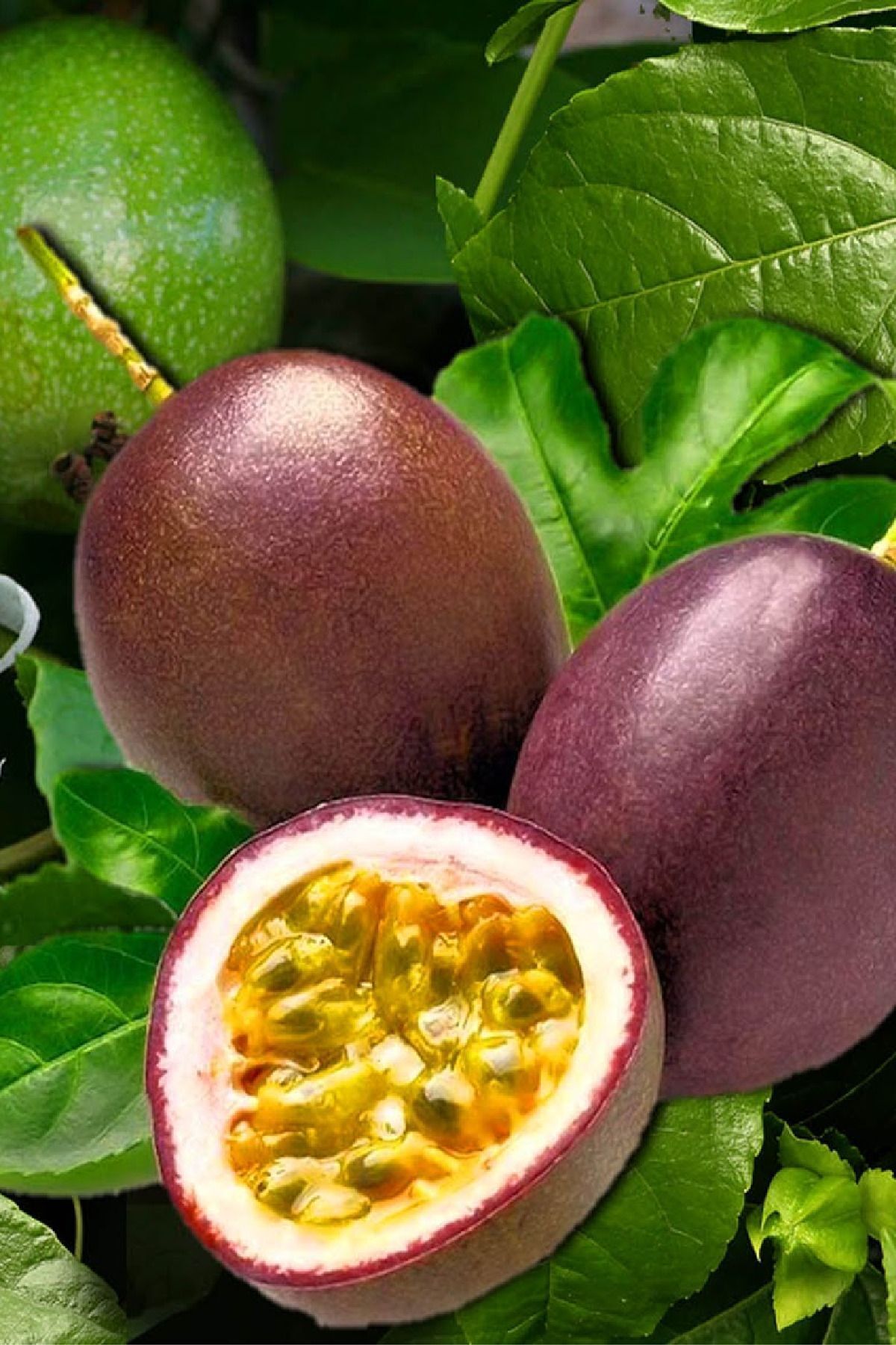 Passionflower Seedling Marucia ( Passiflora Edulis ) Suntropics 1 Piece