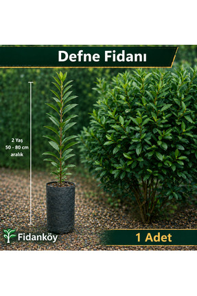 Fidan Defne fidanı Tüplü 2 adet
