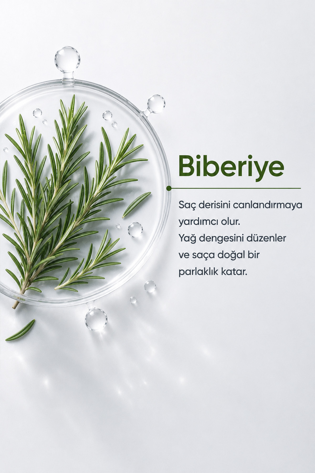 Biberiye Canlandırıcı Bakım Şampuanı – Yağlı ve Cansız Saçlar (300 ml) — 90181 — تصویر 6 از 7