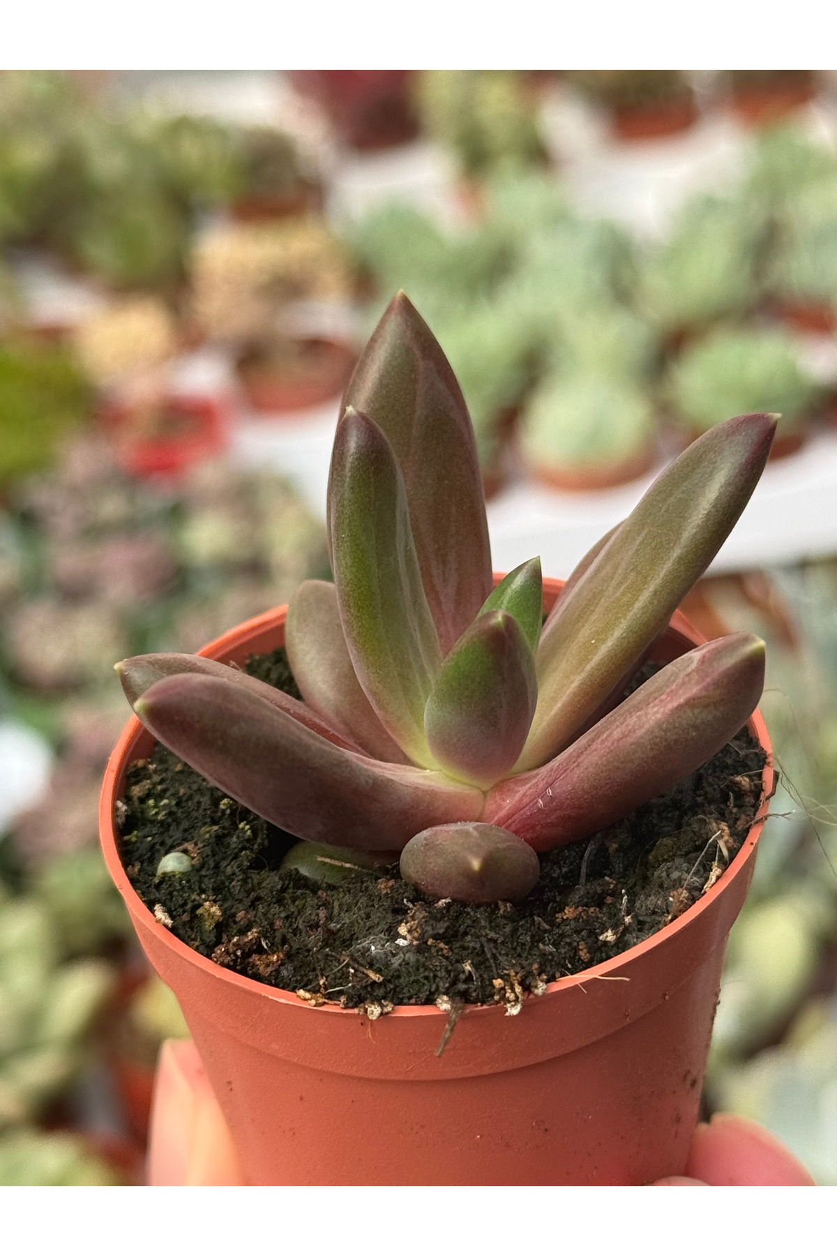 SukuLand Echeveria İzar Kore ithal özel tür sukulent 5,5cm saksıda