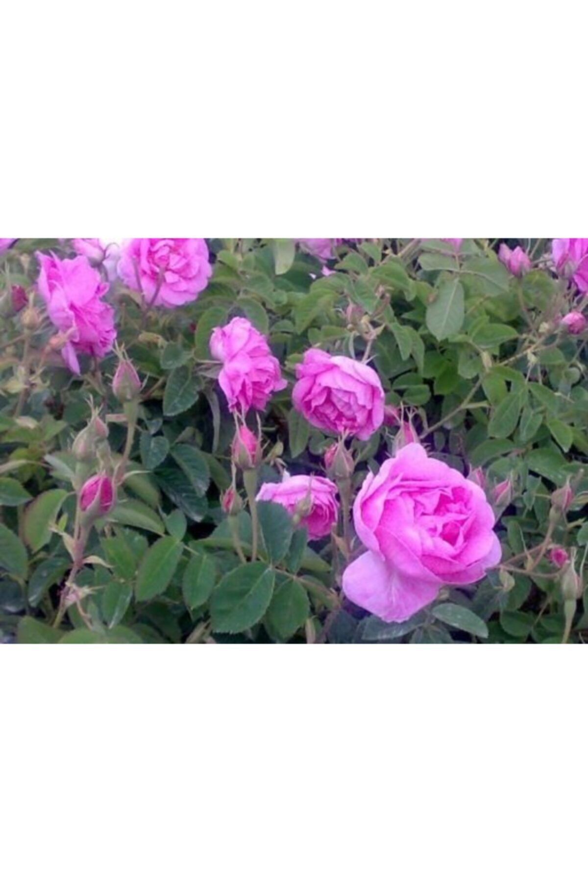 Scented Yediveren Pink Isparta Rose Seedling 10-20 cm