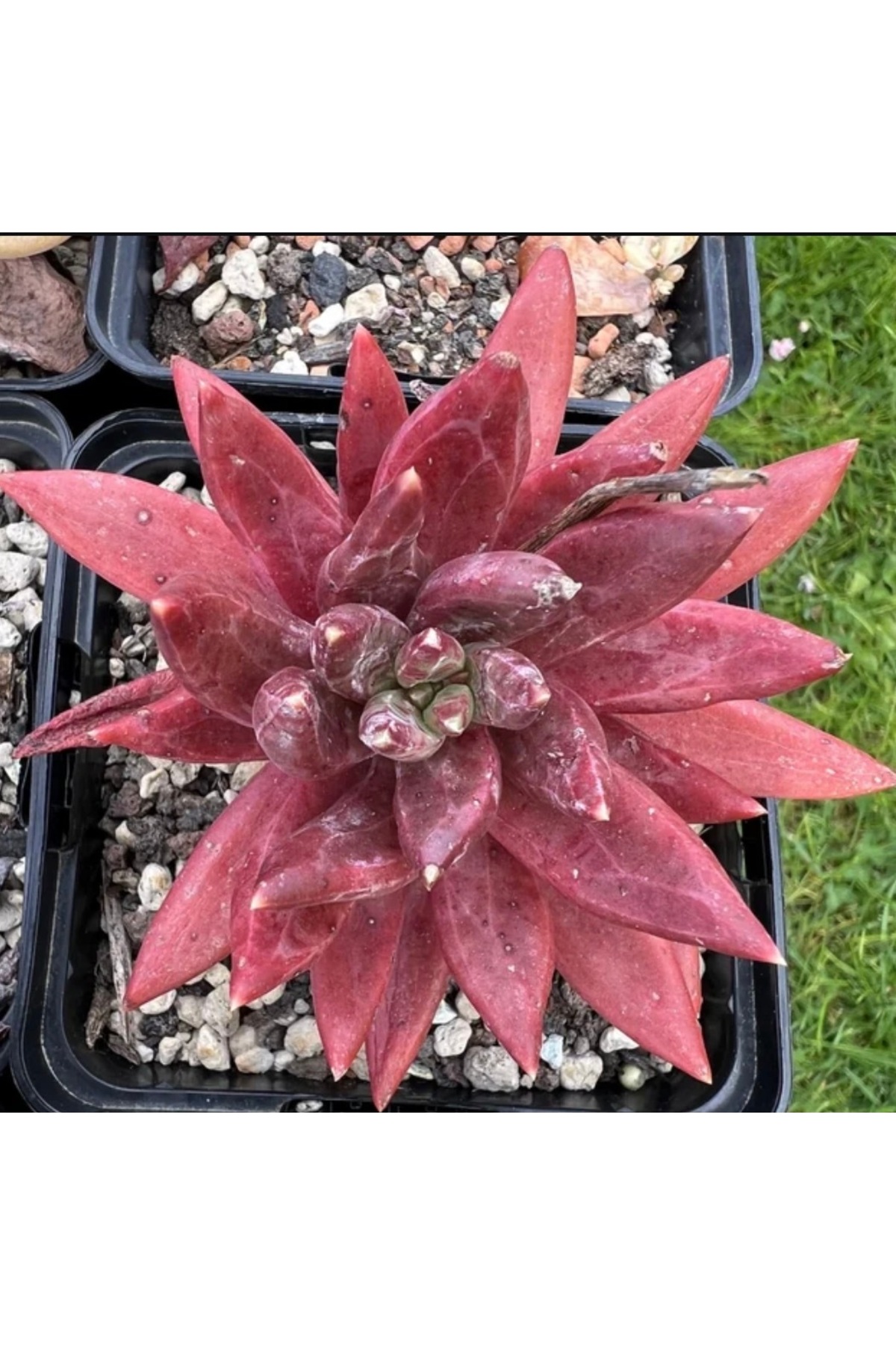 SukuLand Echeveria İzar Kore ithal özel tür sukulent 5,5cm saksıda
