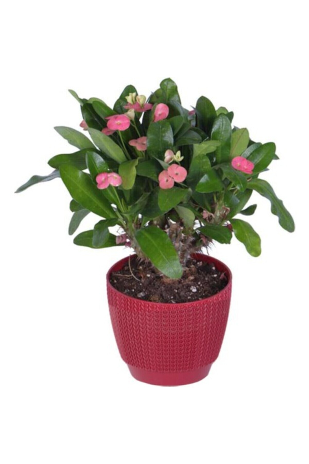 Thorns Crown Flower Sapling Pink 10-20 cm