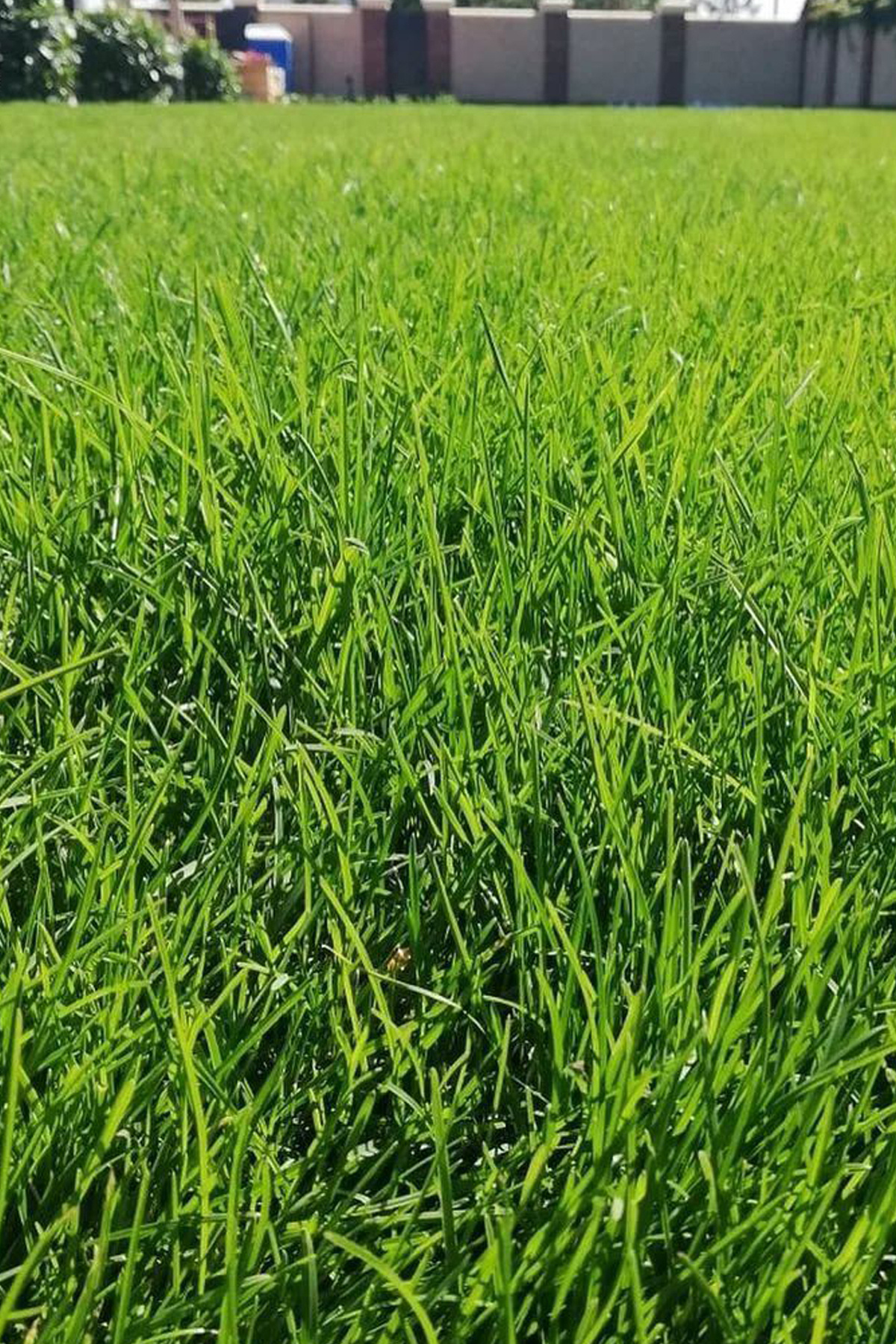 Agroera Grass Seed Shade Area Special Mix 5kg. Original Box