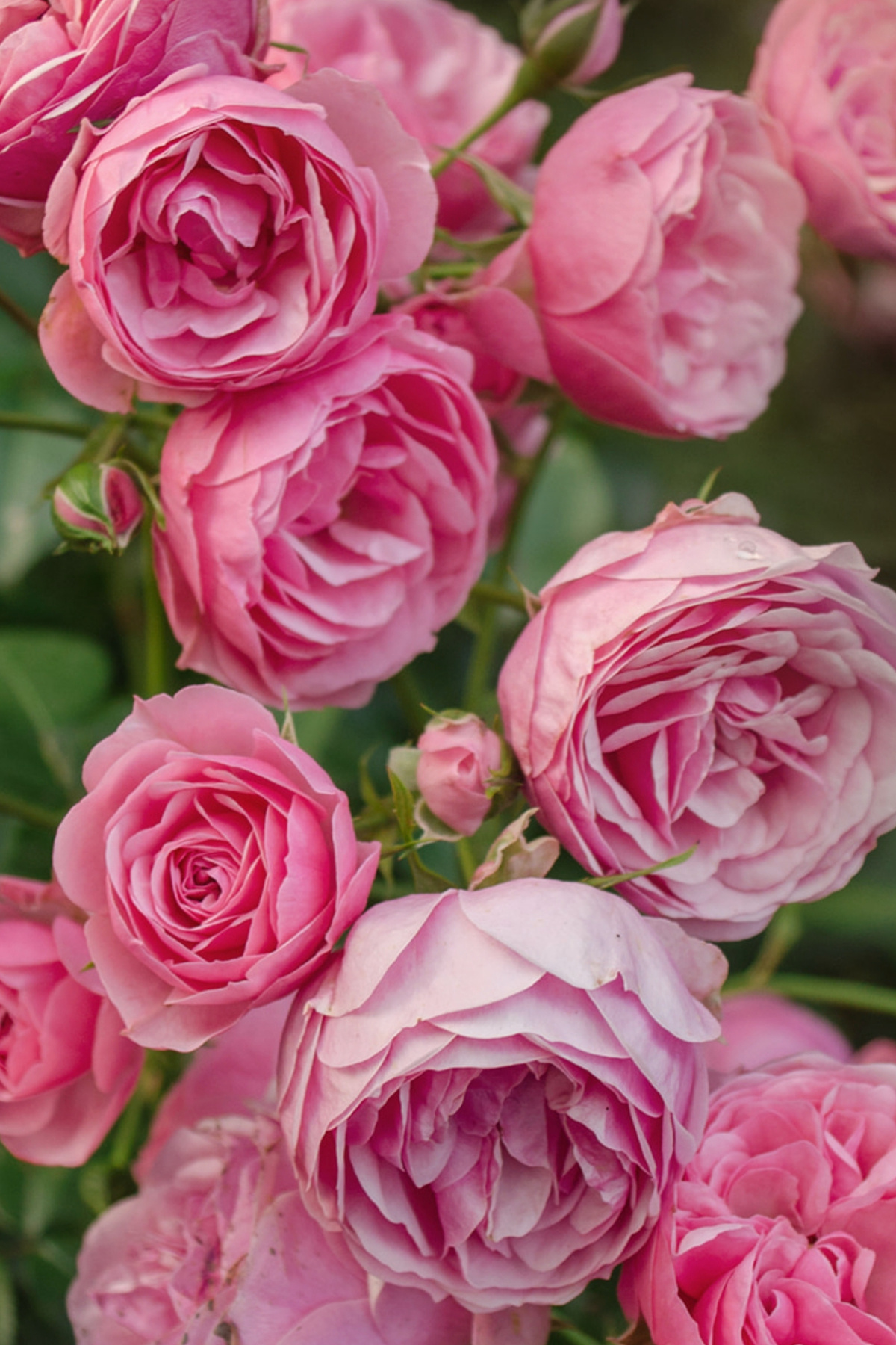 Collagen Rose PDRN Firming Serum - Gül PDRN & Kolajen Sıkılaştırıcı Serum — ARL-7D-16-M-N — تصویر 8 از 8