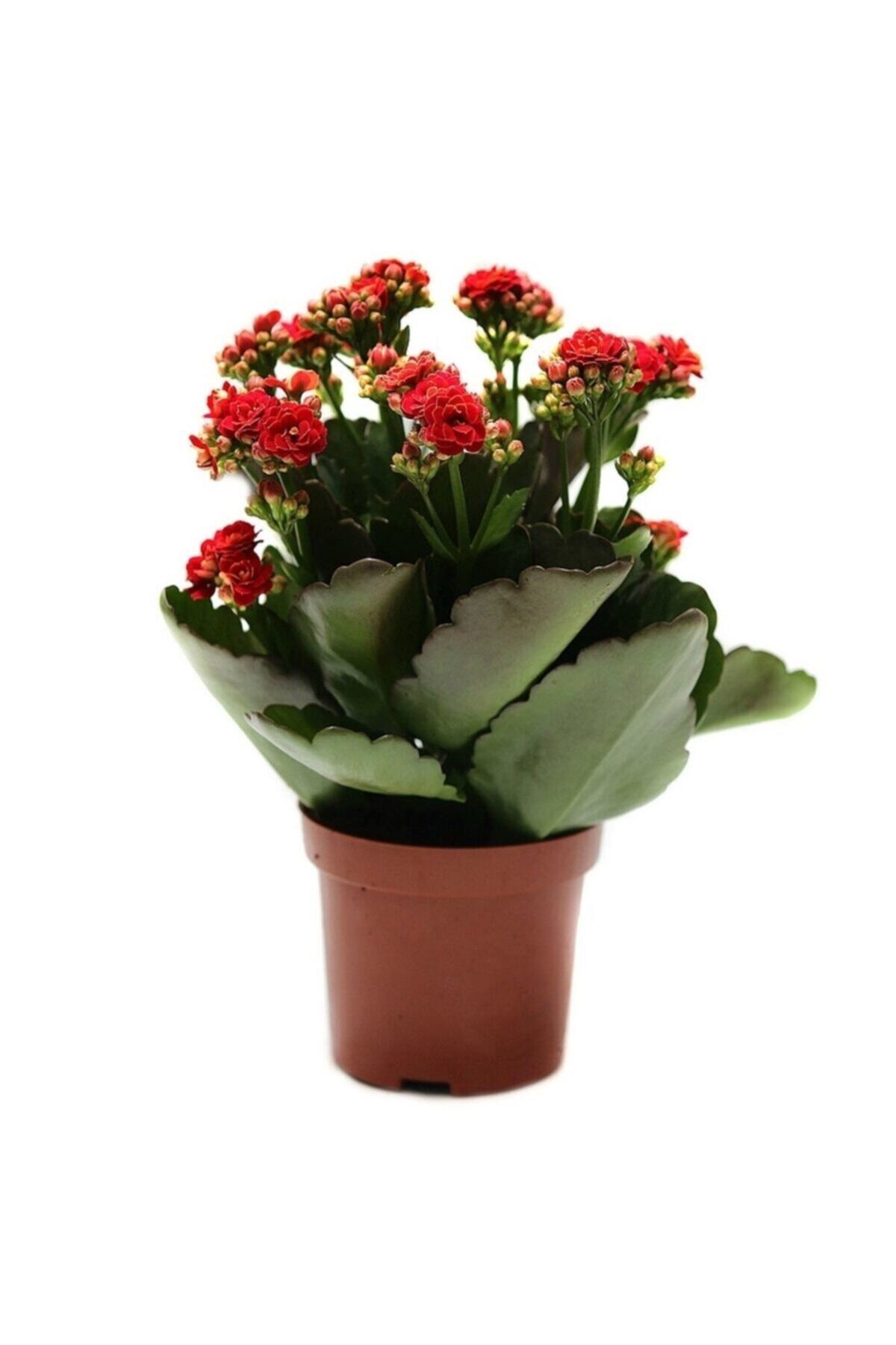 Red Kalanchoe - Kalanchoe