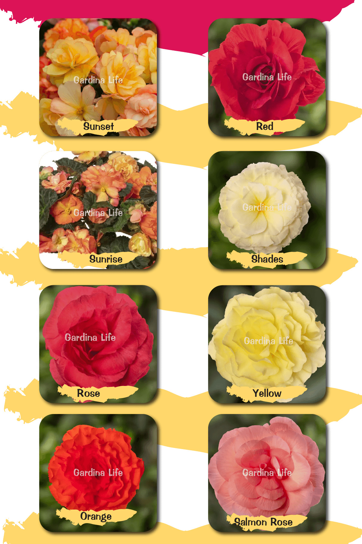 Rose Begonia Flower Seedling Set 10 Pieces Mix