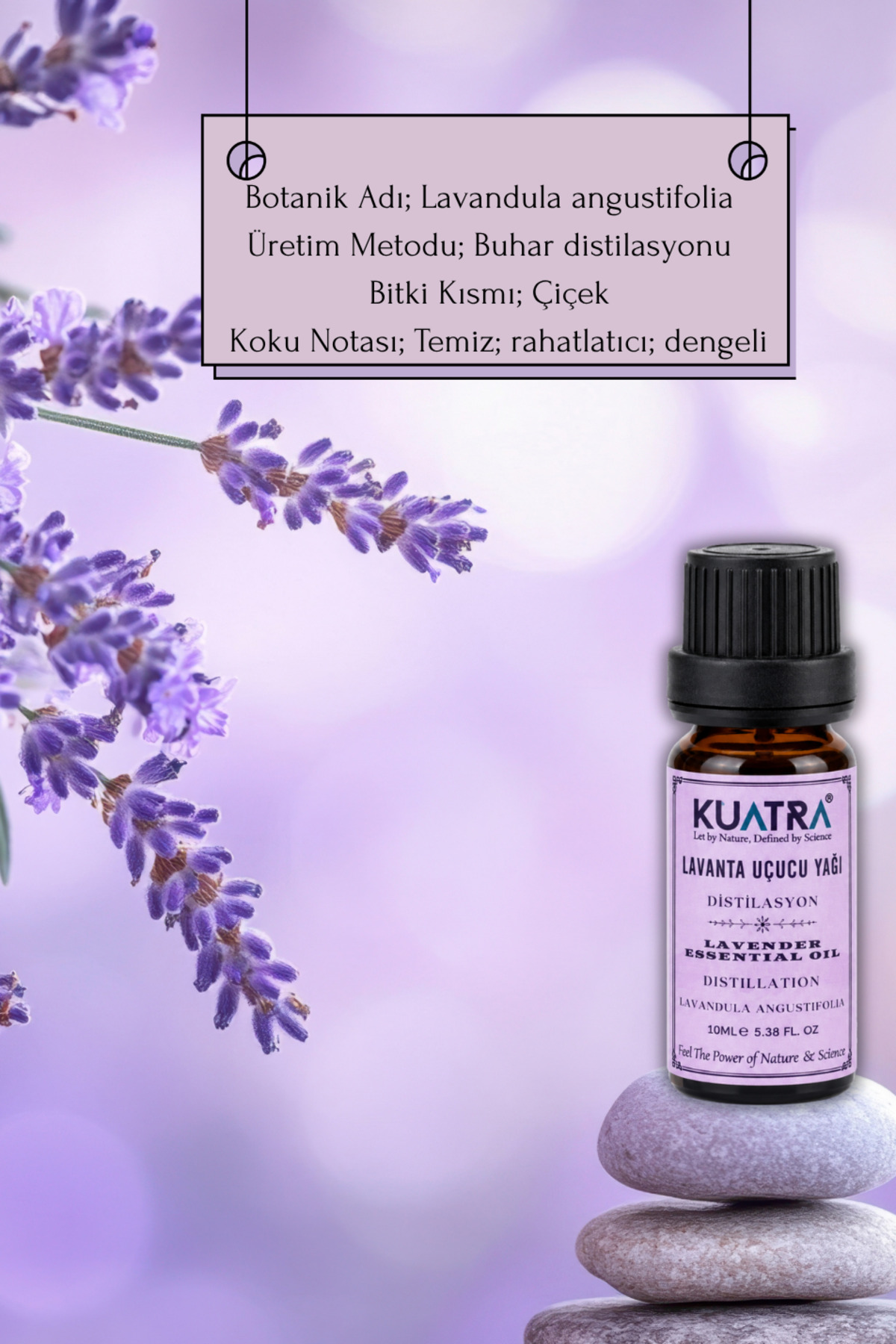 Lavanta Uçucu Yağı (lavandula Angustifolia) — lavanta 10ml — تصویر 7 از 8