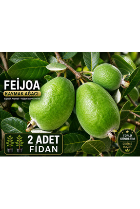 FİDANKÖY Kaymak agaci Feijoa Fidanı 50/80 cm 2 adet tüplü /saksili