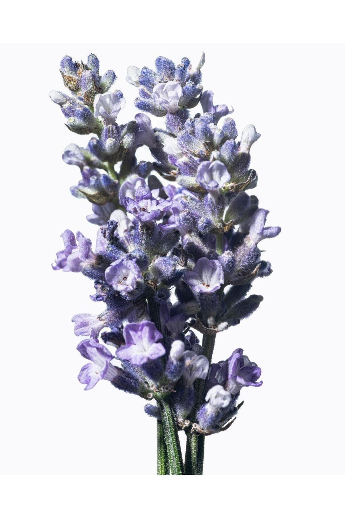 100% Pure Bakuchıol Oıl — 153.00.00011 — تصویر 4 از 4